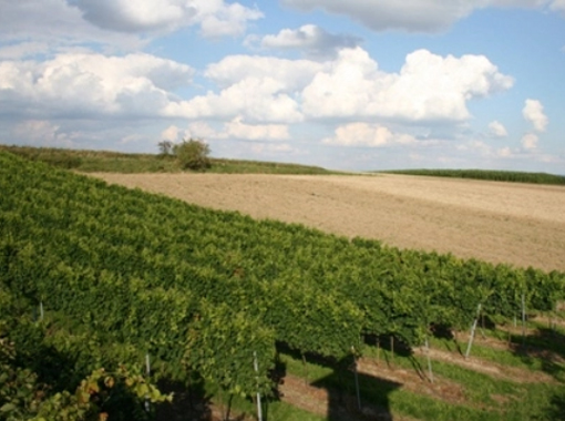 Oberhautzental Weinbau Strohmayer